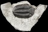 Prone Eldredgeops (Phacops) Trilobite - New York #54996-1